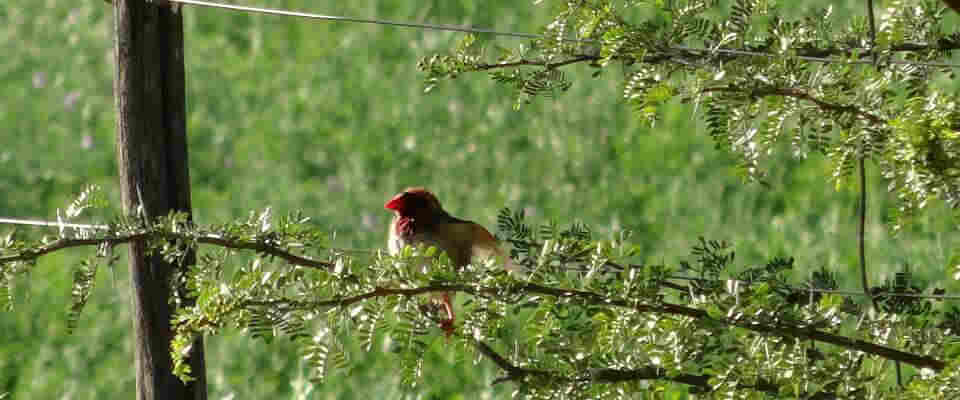 Bird watching in calitzdorp